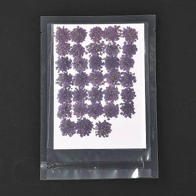 Pressed Dried Flowers DIY-K032-58D-1