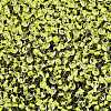 8/0 Inside Colours Transparent Glass Seed Beads X1-SEED-T007-06C-2