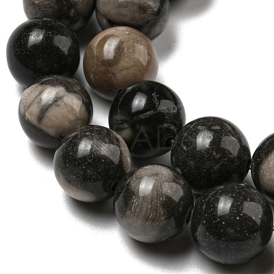 Natural Black Fossil Coral Beads Strands G-R494-A04-04-1