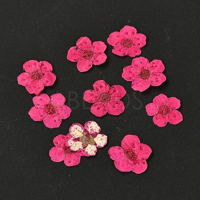 Narcissus Embossing Dried Flowers DIY-K032-60G-1