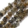 Natural Labradorite Beads Strands G-P332-23-2