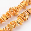 Natural Shell Bead Strands BSHE-P010-06-1