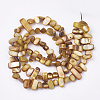 Freshwater Shell Beads Strands X-SHEL-S274-40I-2
