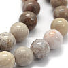 Natural Fossil Coral Beads Strands G-G763-12-14mm-3