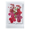 Pressed Dried Flowers DIY-F076-01C-1