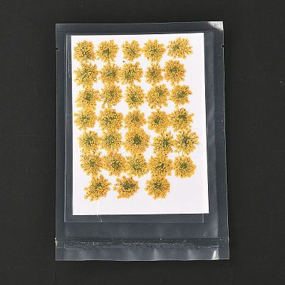 Pressed Dried Flowers DIY-K032-58A-1