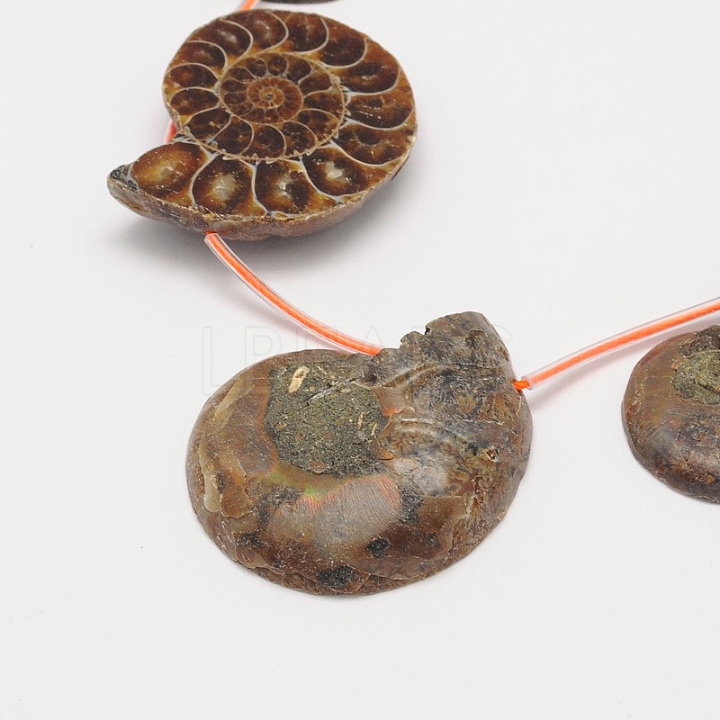 Natural Ammonite/Conch Fossil Bead Strands - Lbeads.com