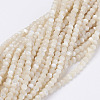 Natural Shell Beads Strands G-E354-03-2
