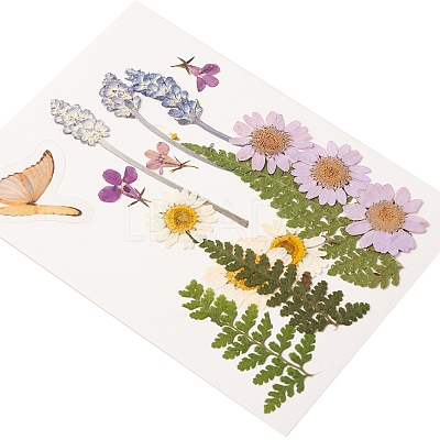 Pressed Dried Flowers DIY-YWC0001-94-1