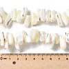 Dyed Natural Trochus Shell Beads Strands SSHEL-C013-09J-4